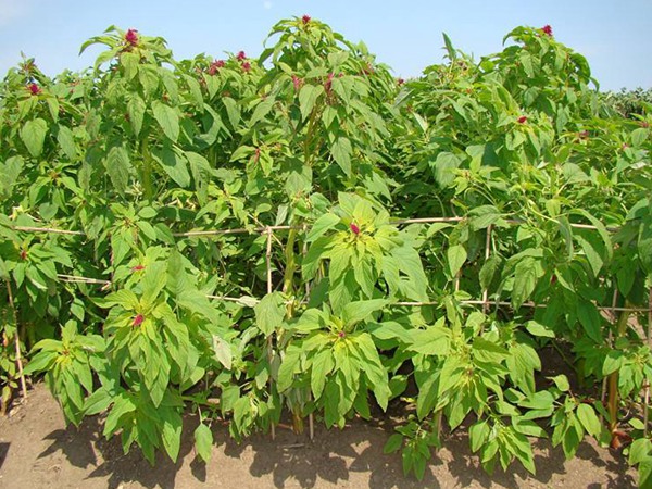 美國籽粒莧種子的價格