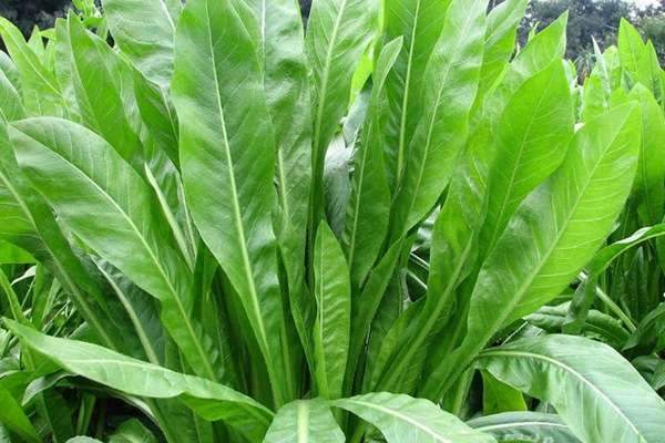 菊苣飼草長(zhǎng)多高收割最好,菊苣養(yǎng)護(hù)技巧有哪些 菊苣飼草長(zhǎng)多高收割最好,菊苣養(yǎng)護(hù)技巧有哪些