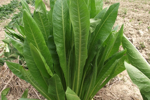 菊苣飼草長(zhǎng)多高收割最好,菊苣養(yǎng)護(hù)技巧有哪些 菊苣飼草長(zhǎng)多高收割最好,菊苣養(yǎng)護(hù)技巧有哪些