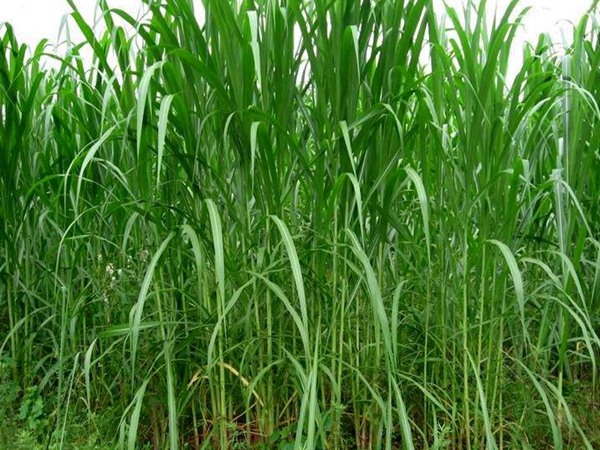 甜象草 甜象草