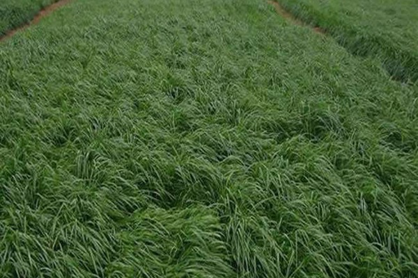 適應中原地區種植的飼草，種植技巧
