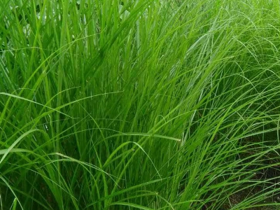 [細(xì)葉芒]觀賞草坪細(xì)葉芒種子價(jià)格_圖片_種植方法