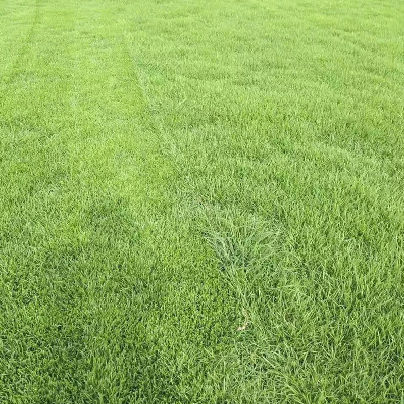結縷草