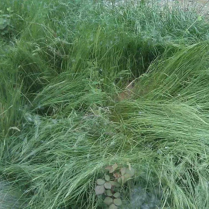 百喜草jpg