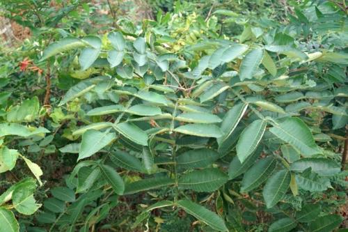 生命力頑強(qiáng)的鹽膚木，鹽膚木基本價(jià)值與種植技術(shù)介紹