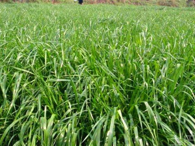 多年生黑麥草是什么？多年生黑麥草的種植方法是什么？