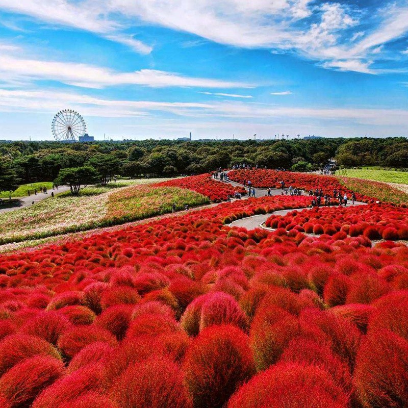 紅色地膚