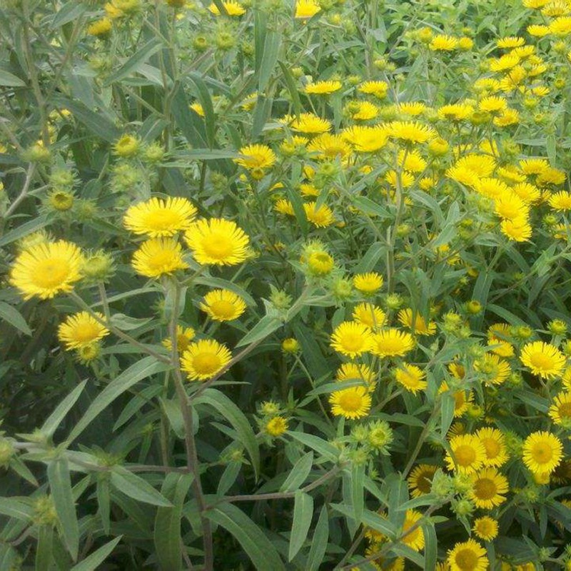 黃菊花