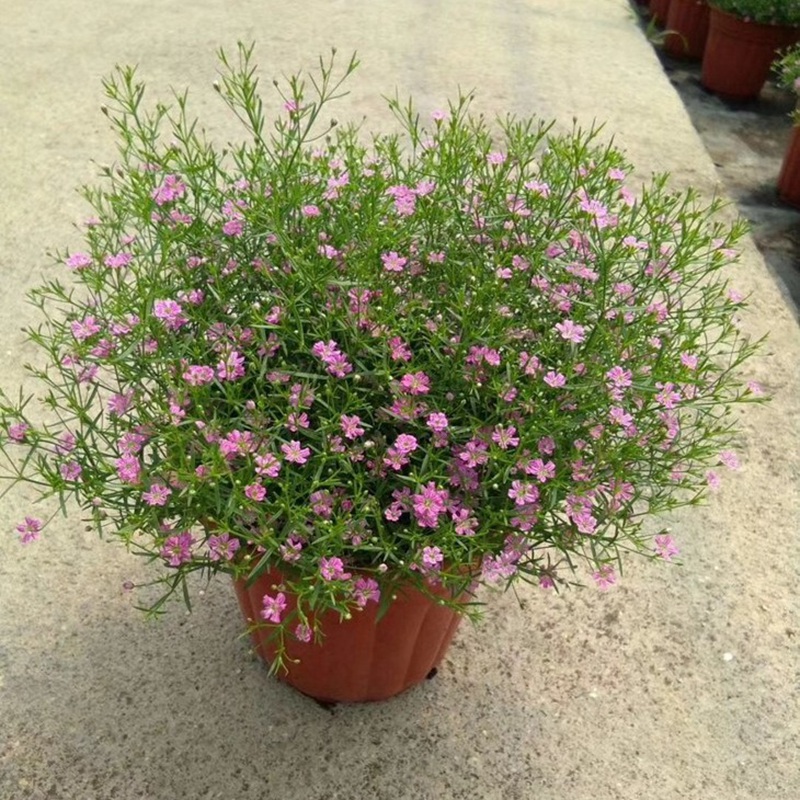 霞草