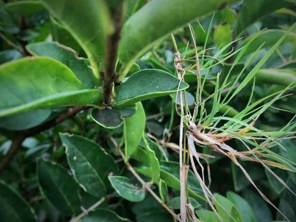 生命力頑強的草，它的名字盡然叫“狗牙根”