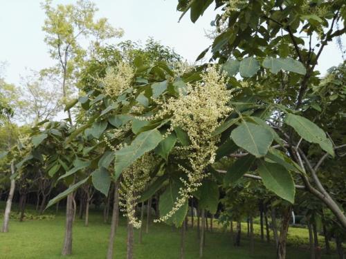 生命力頑強(qiáng)的鹽膚木，鹽膚木基本價(jià)值與種植技術(shù)介紹