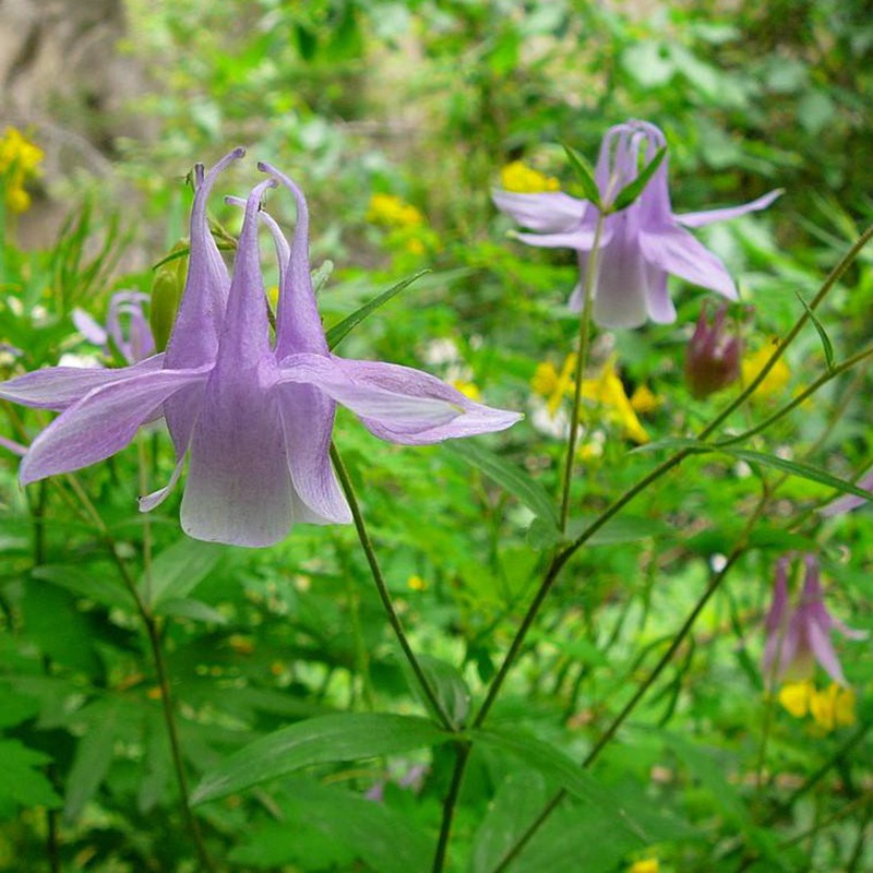小花耬斗菜