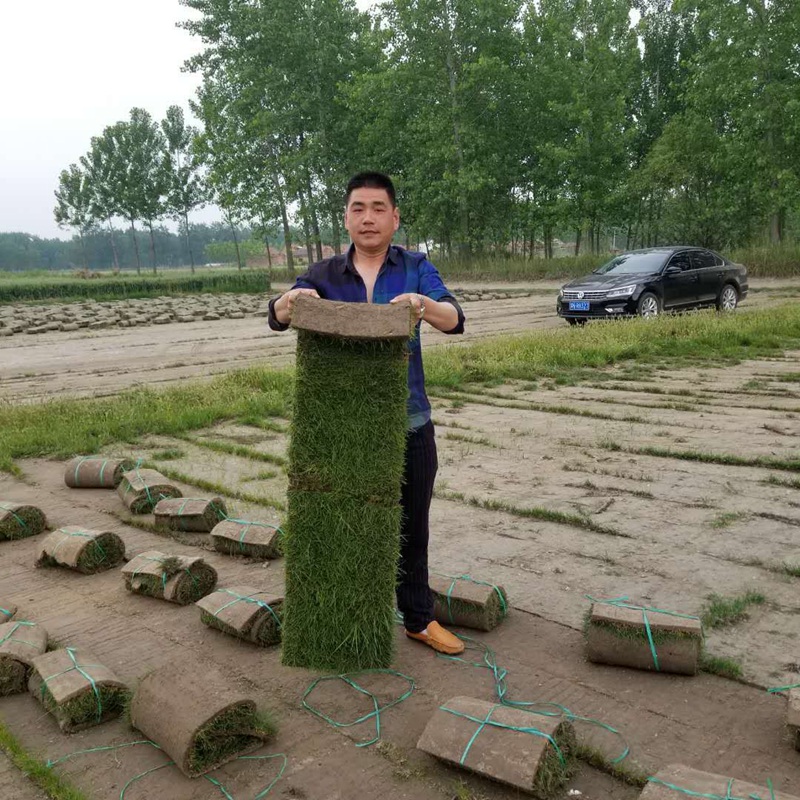 果嶺草