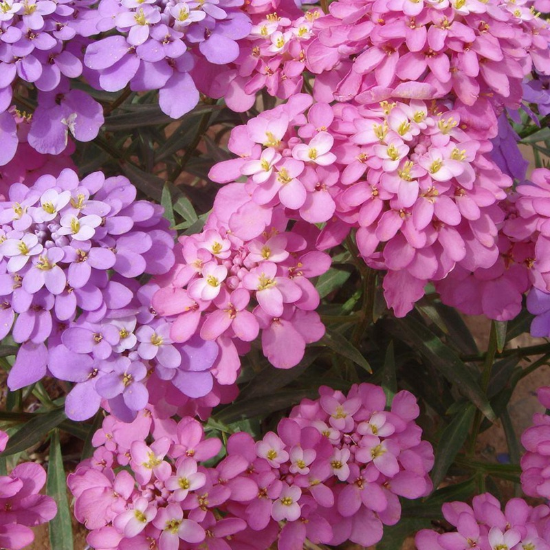 蜂室花 蜂室花