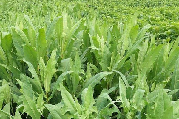 苦荬菜種植苦荬菜養鵝—— 飼養方法