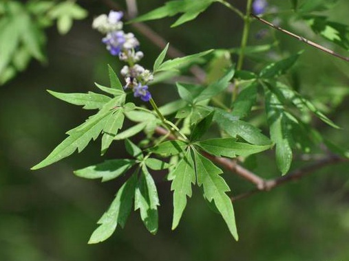 如何提高荊條的種植效益？有什么需要注意的？