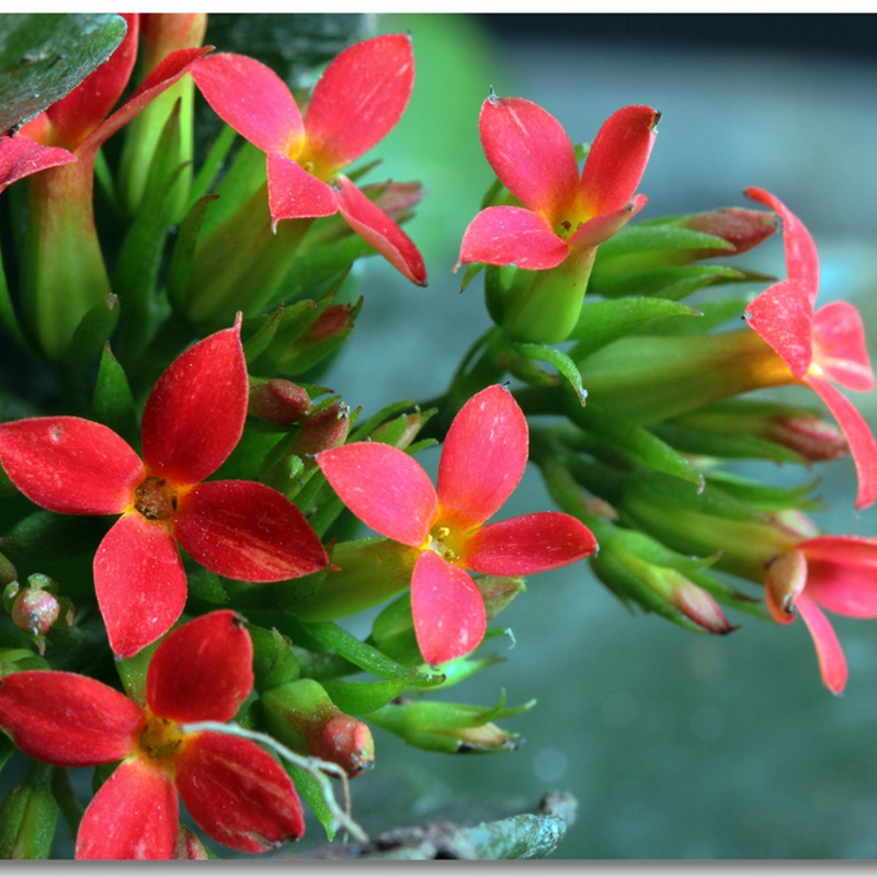 福壽花 福壽花