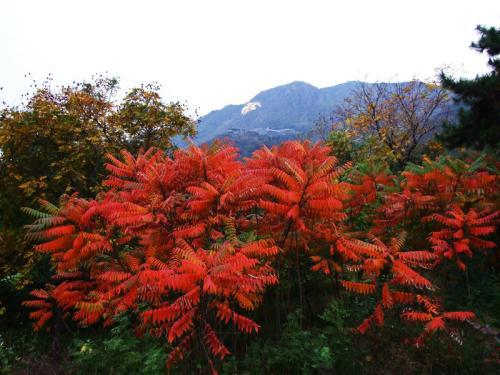 生命力頑強(qiáng)的鹽膚木，鹽膚木基本價(jià)值與種植技術(shù)介紹