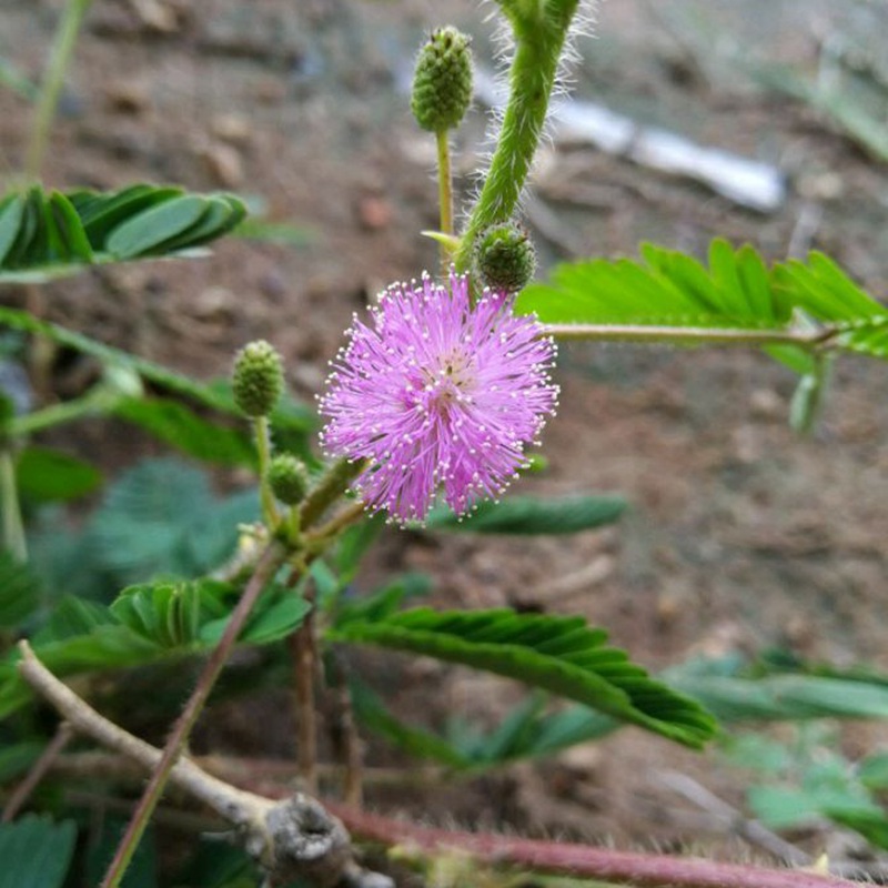 含羞草