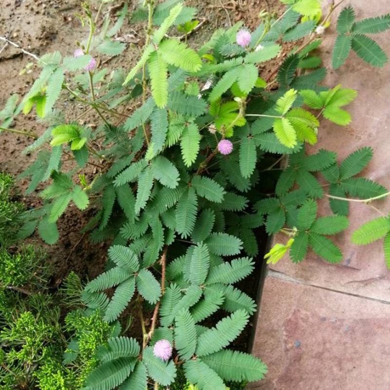含羞草