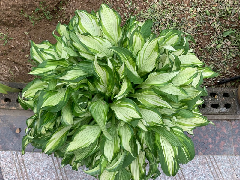 玉簪花