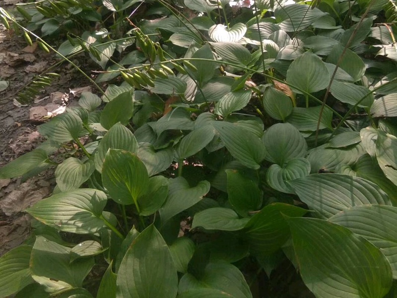 玉簪花 玉簪花
