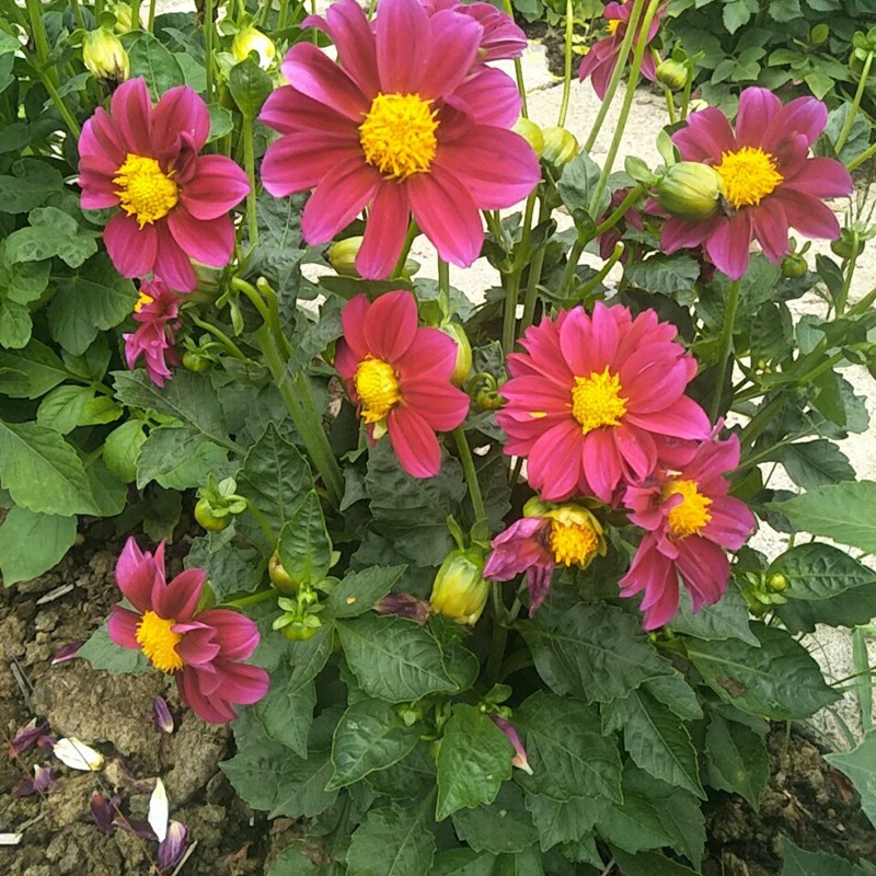 小麗花 小麗花