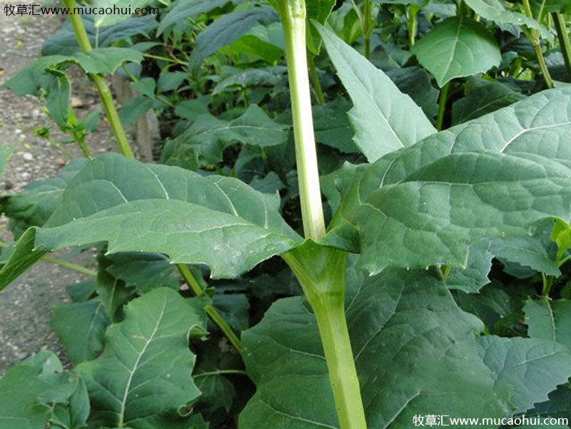 串葉松香草