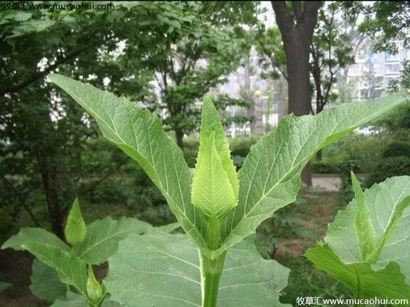 串葉松香草