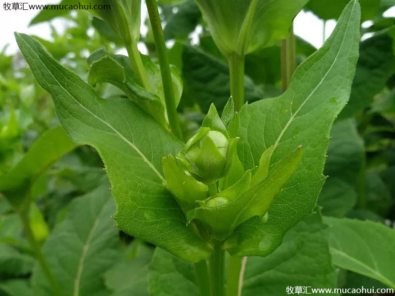 串葉松香草