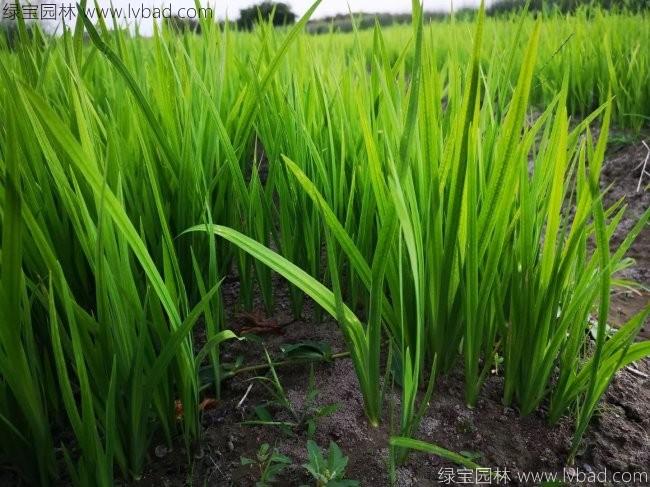 菖蒲