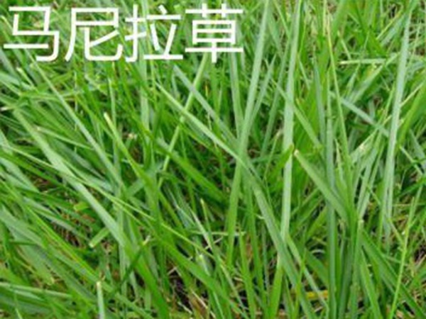 草坪常見品種——你知道的有幾種？