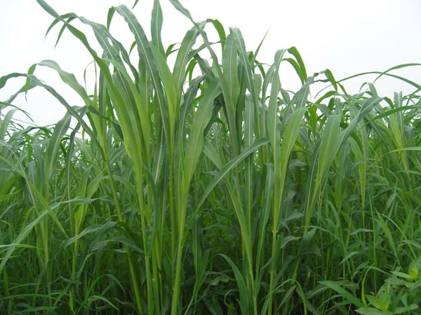 山東種什么牧草產量高