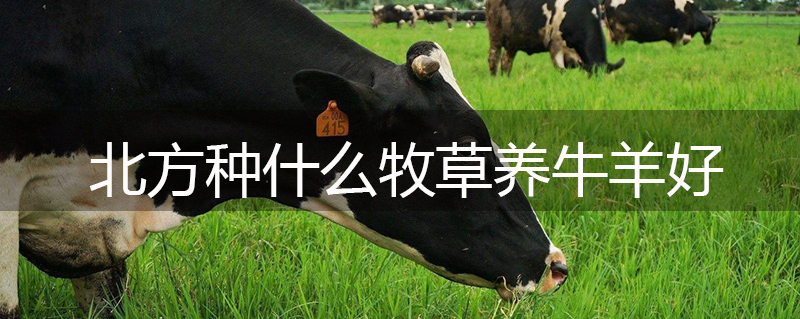 北方種什么牧草養(yǎng)牛羊好 北方種什么牧草養(yǎng)牛羊好
