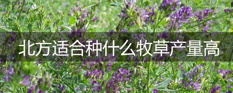北方適合種什么牧草產量高 北方適合種什么牧草產量高
