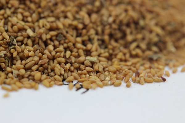 美麗月見(jiàn)草種子 美麗月見(jiàn)草種子