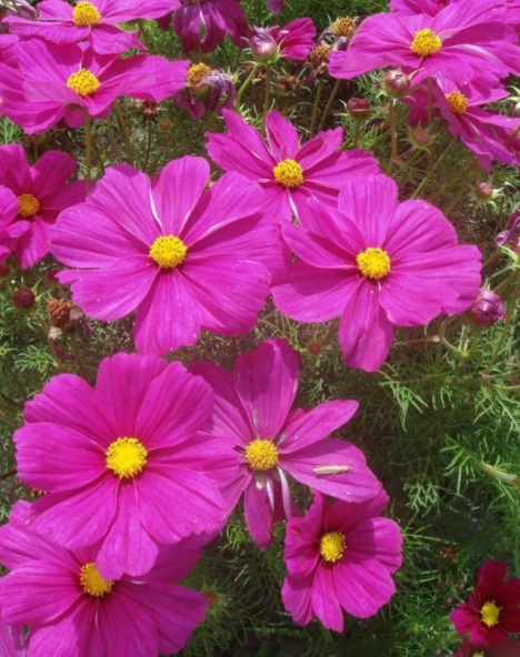 格桑花2.PNG