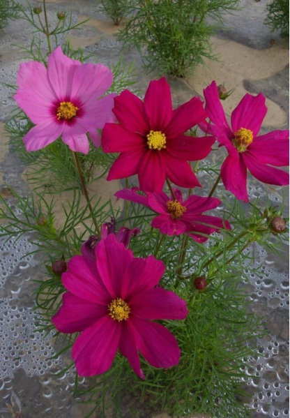 格桑花3.PNG