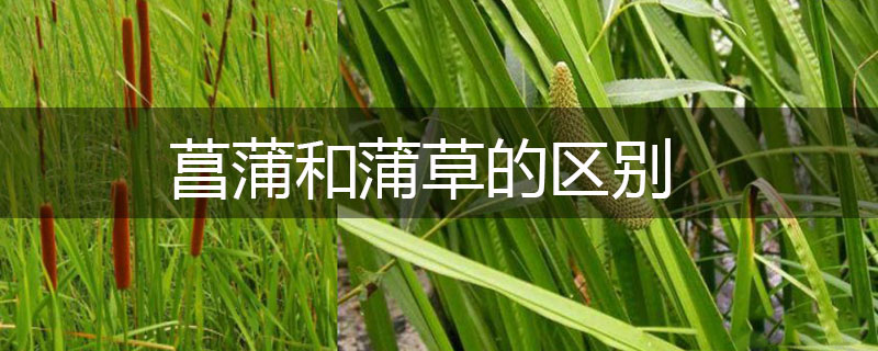 菖蒲和蒲草的區別