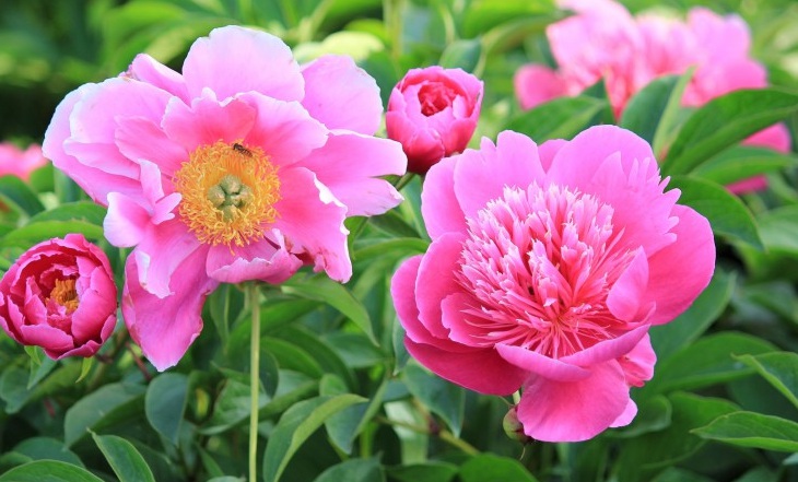 芍藥花2.jpg