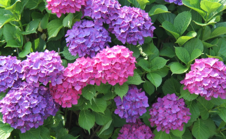 繡球花2.jpg