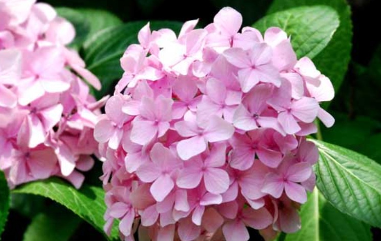 繡球花3.jpg