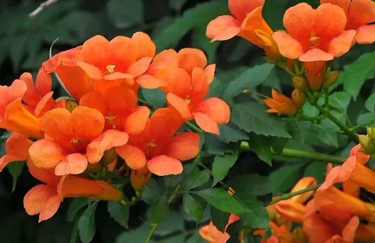 1628604093707414.jpg 凌霄花3.jpg