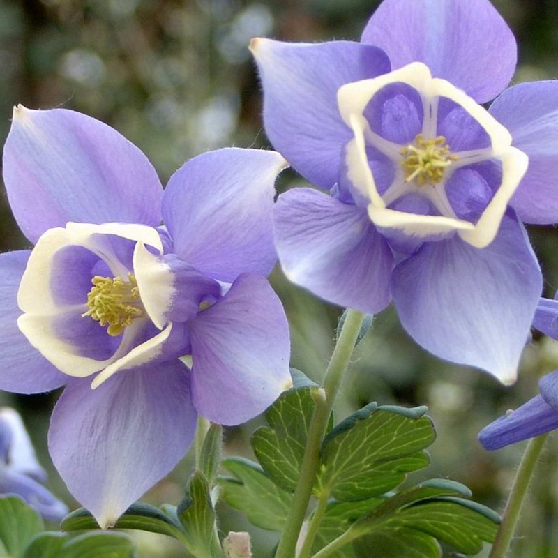 大花耬斗菜