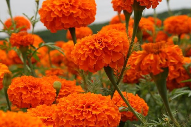 萬壽菊2.jpg