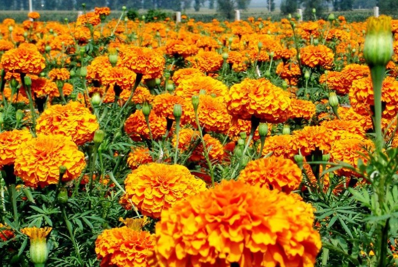 萬壽菊33333333333333333333333.jpg