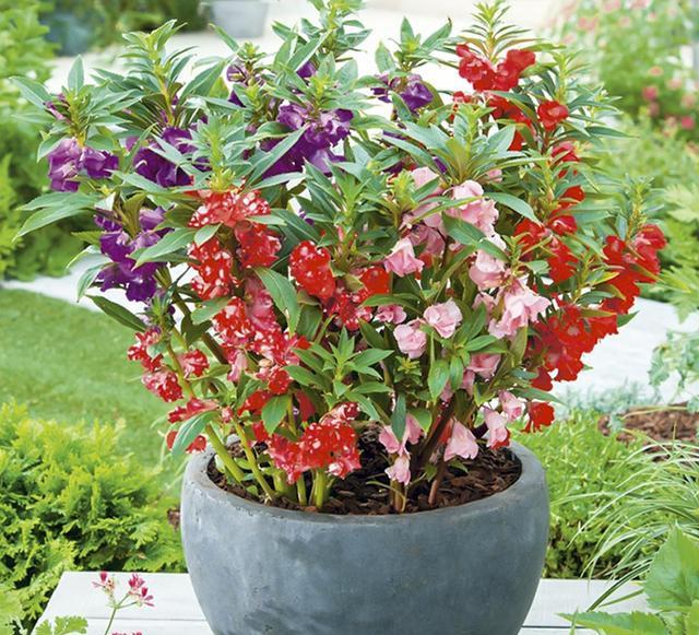 鳳仙花又叫指甲花，應該如何播種