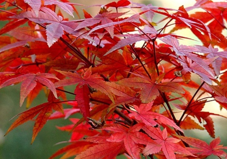 紅楓999999999999999999.jpg
