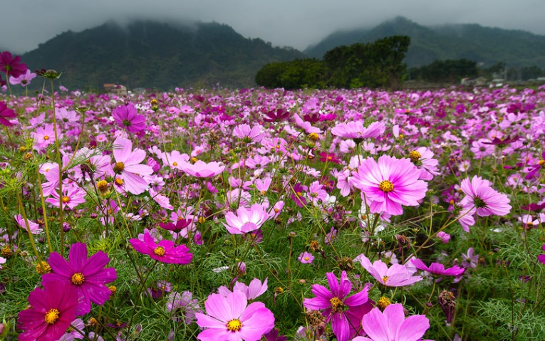 波斯菊2.jpg