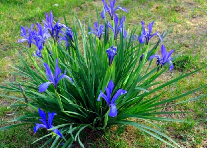 馬蓮花1.jpg